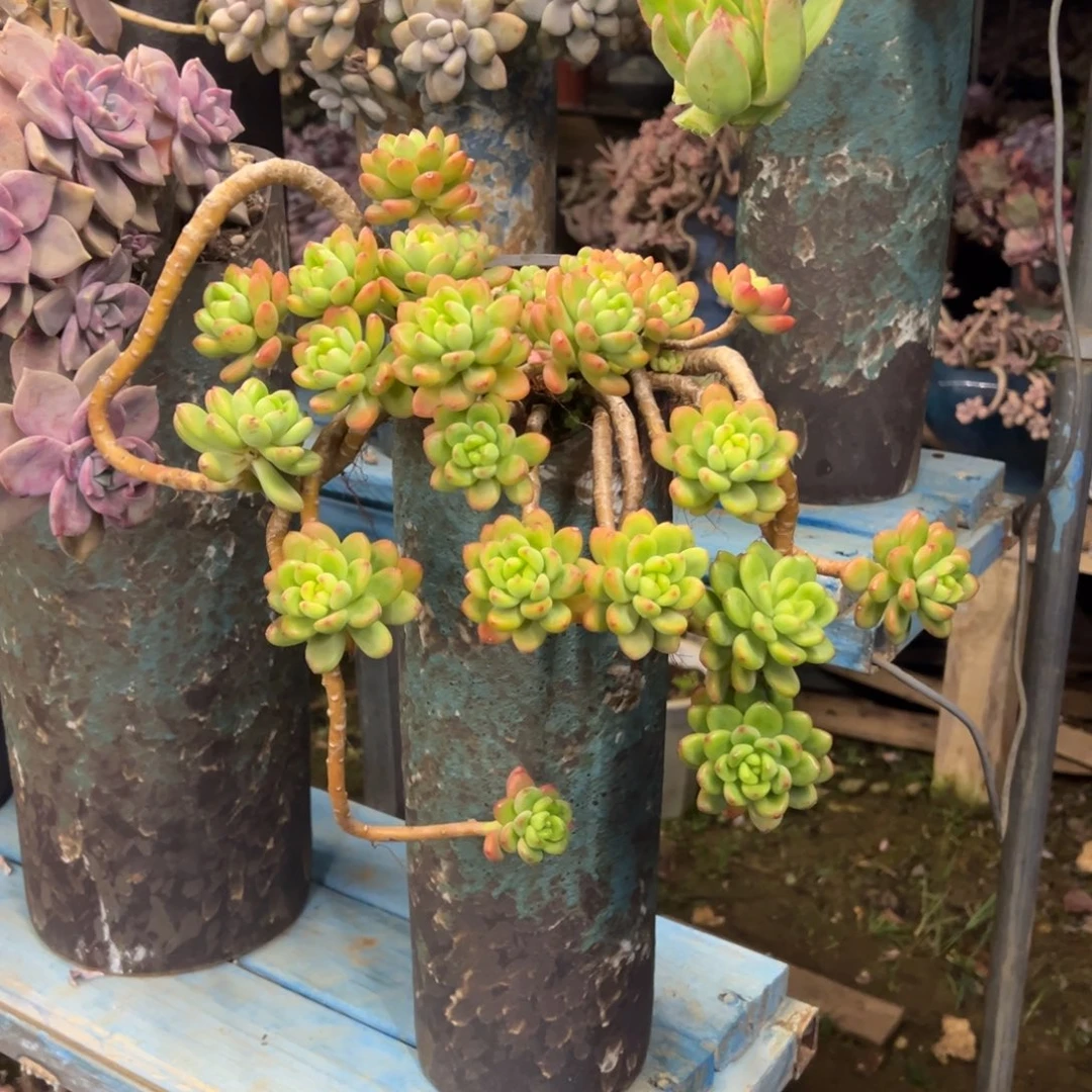 露养老桩脱土裸根香格里拉