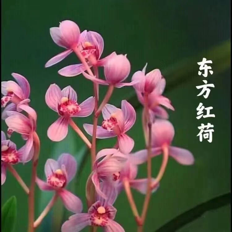 东方红荷四季兰大爆盆带花苞浓香型兰花花卉办公室绿植厂家兰花