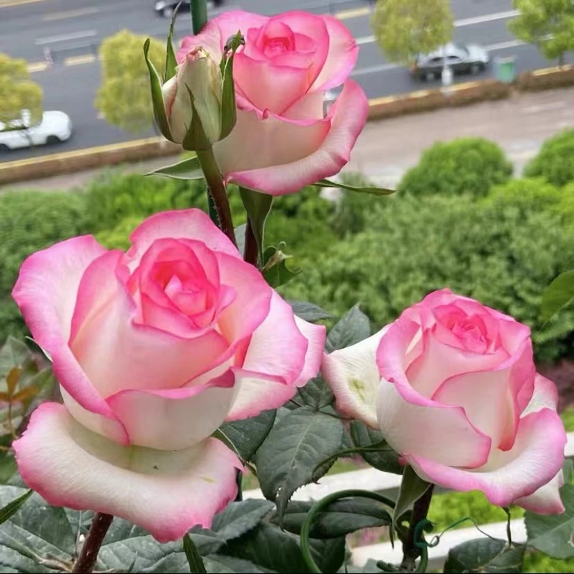 【买三送一】爱莎精品月季花苗大花浓香地栽盆栽耐寒好养