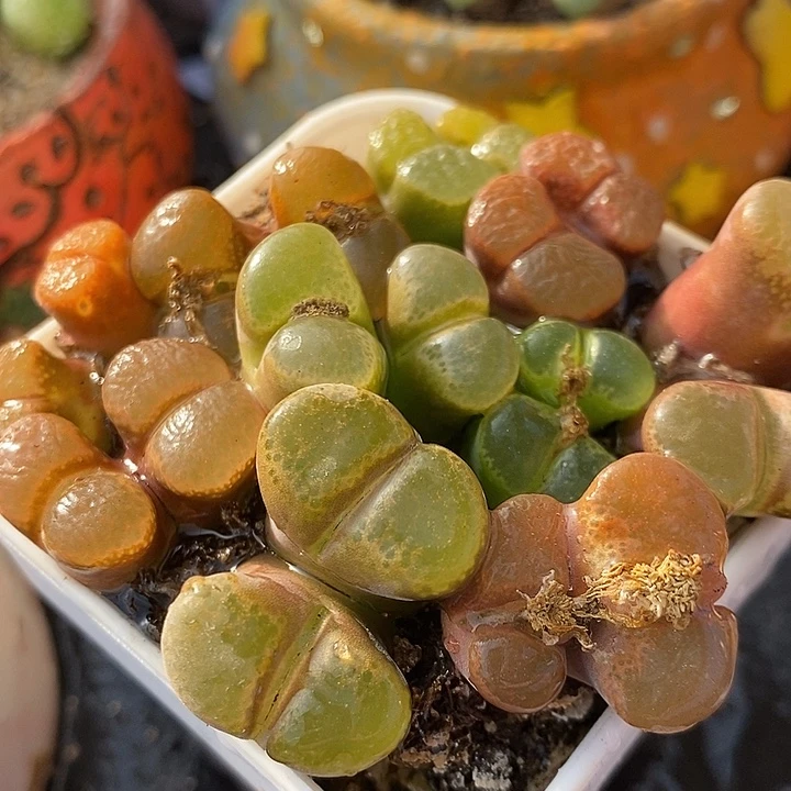 双头母本风铃1颗。