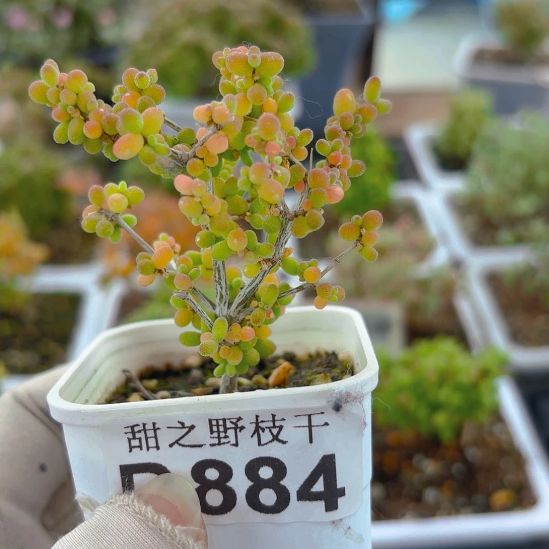 米粒884。