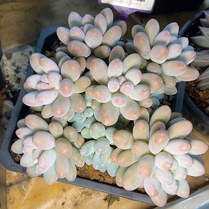 汤圆多肉植物802.