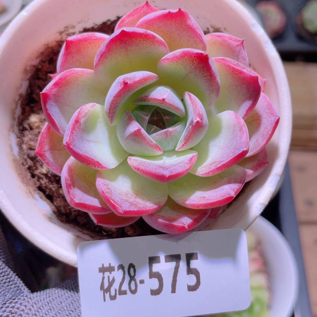 花利美28-575女王