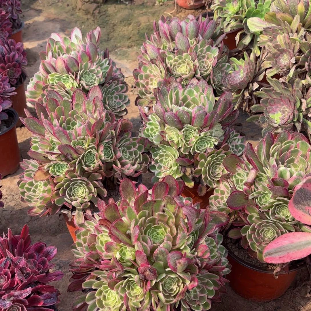 孔雀翎9.9多肉植物