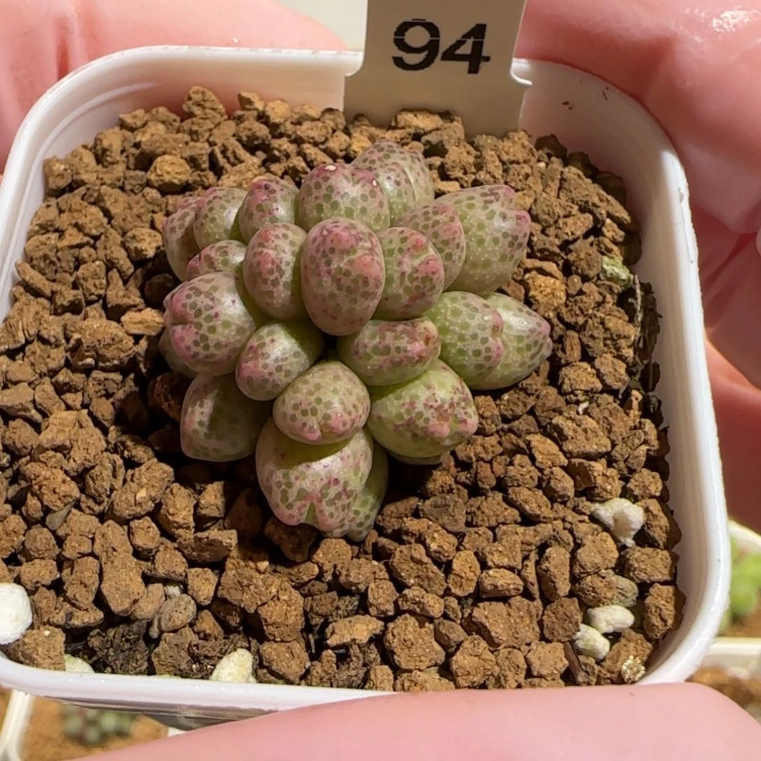 肉锥多肉植物组合-草莓斑马有疤母本1790