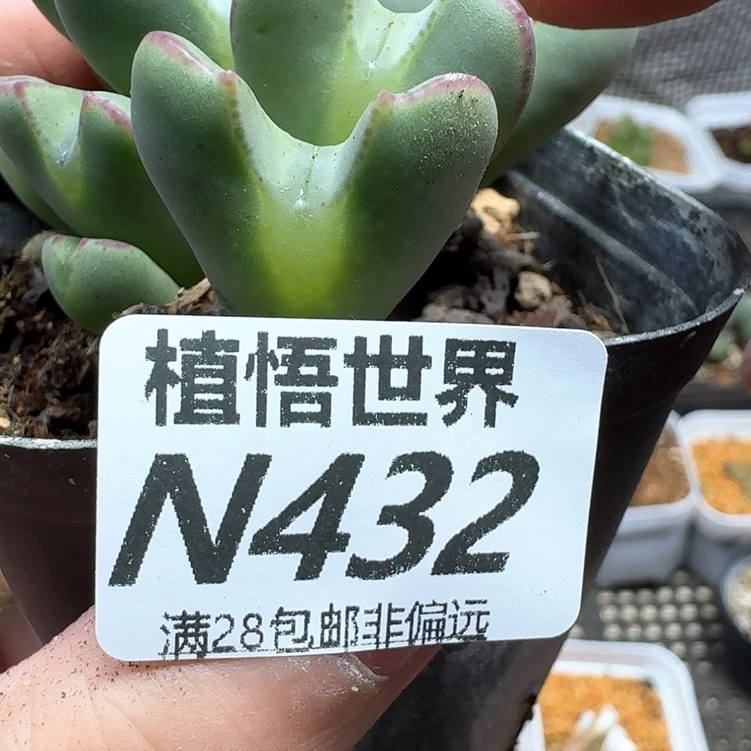 多肉植物的润泽需