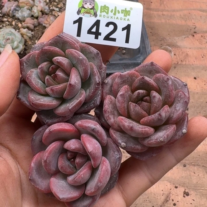 无花朵多肉植物多肉植物