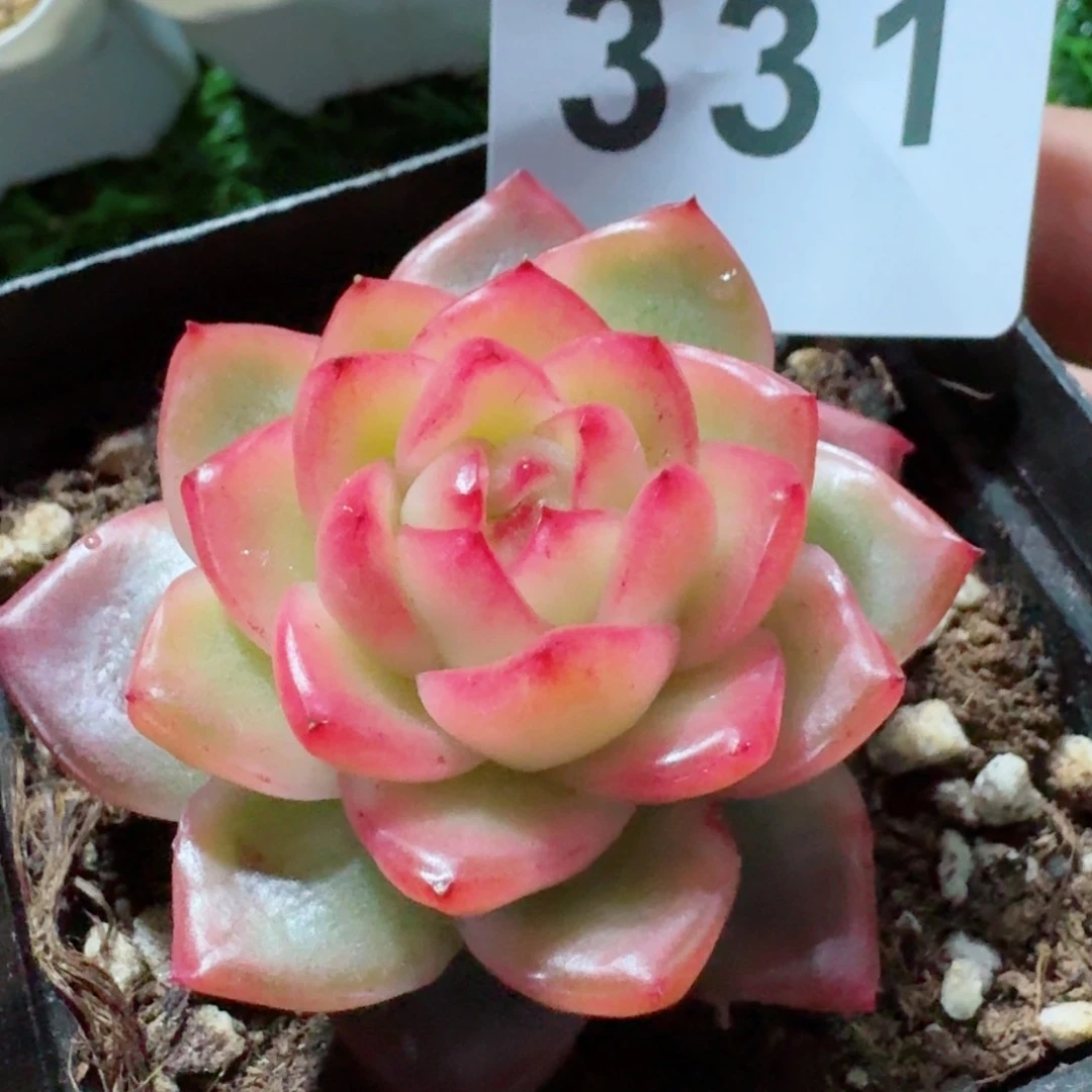 水晶珍妮锦         精品多肉