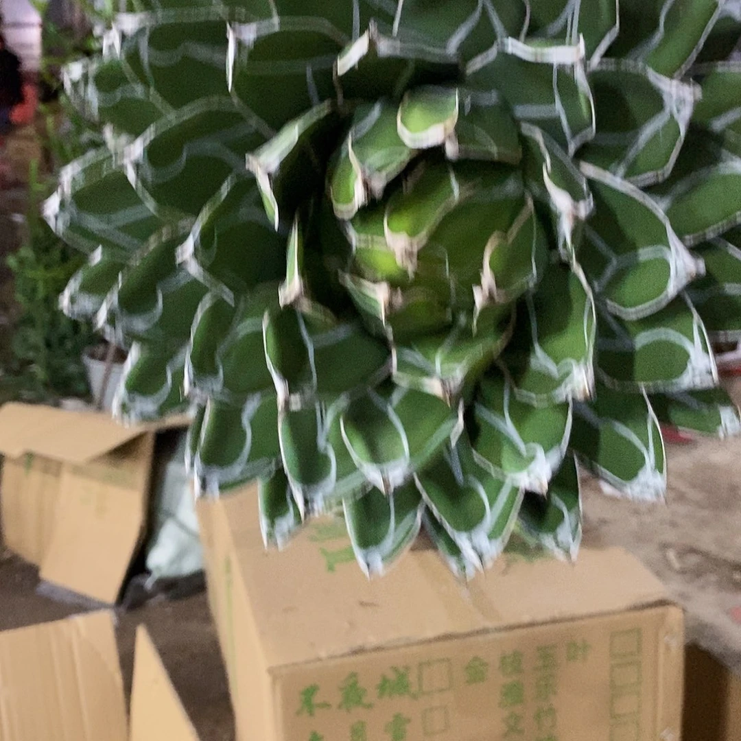 相***豆2号拍品。