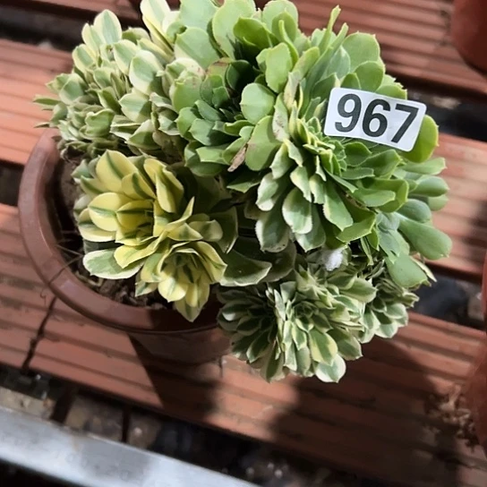 s***y一颗多肉法师 967