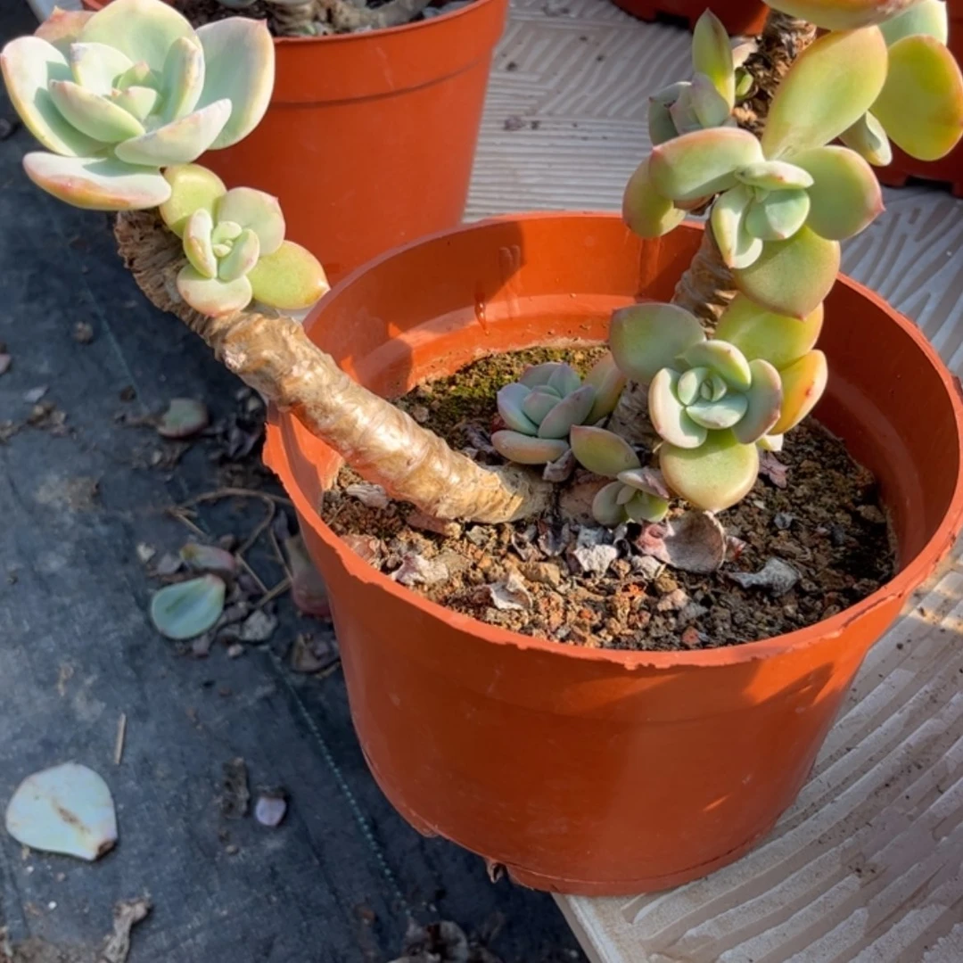 【闪购商品】无花朵静*雅