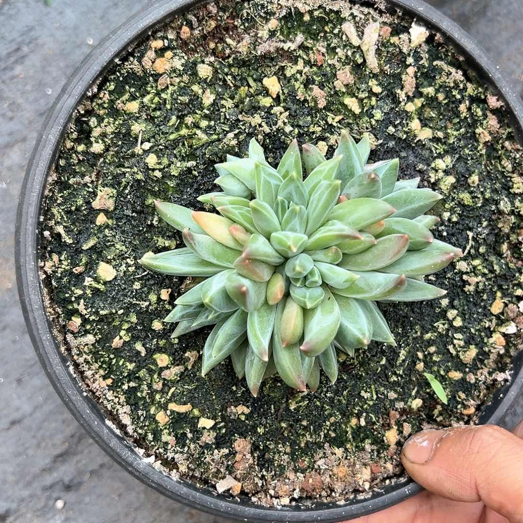 【闪购商品】美人杂