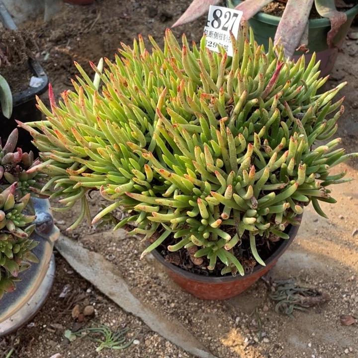 827号维思辛达多肉