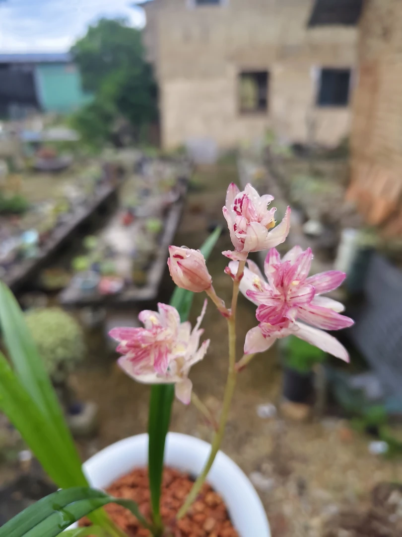 建兰红蝉牡丹浓香型兰花卉绿植