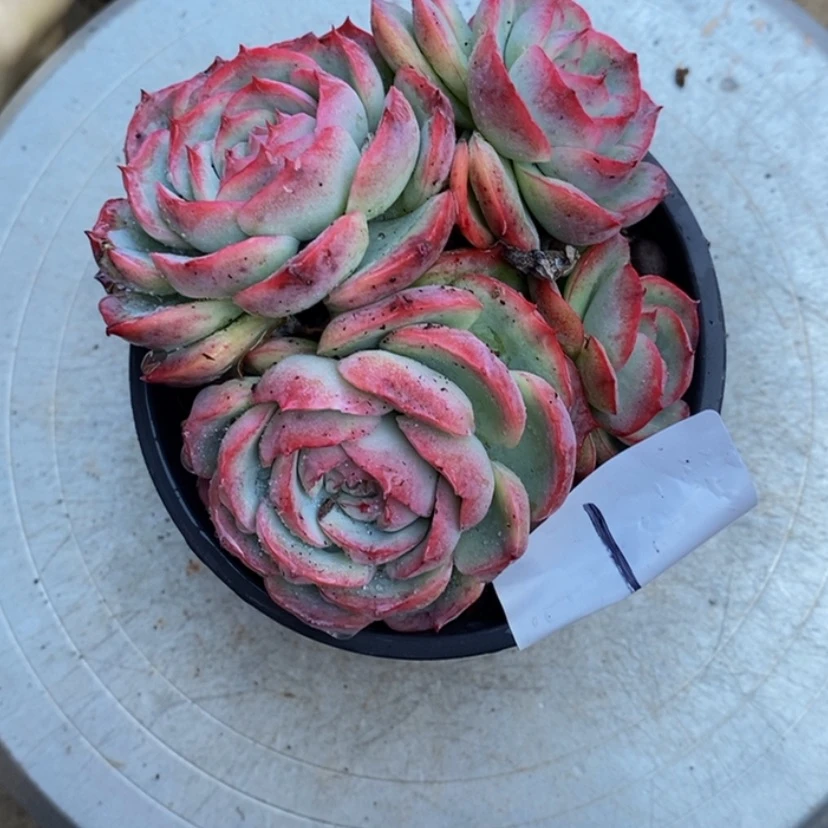 【闪购商品】掌*多肉植物