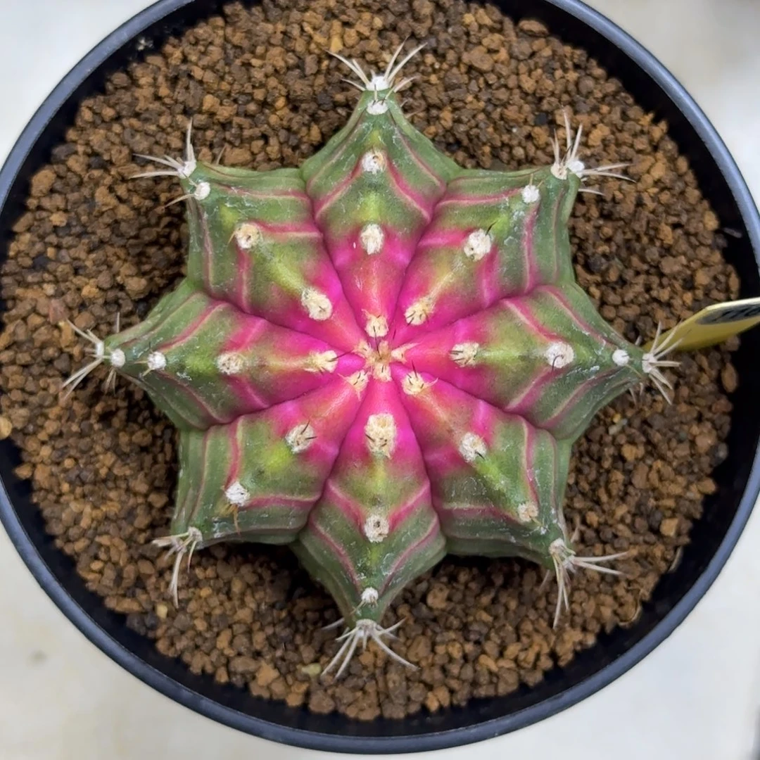 116号泰系实生轮回