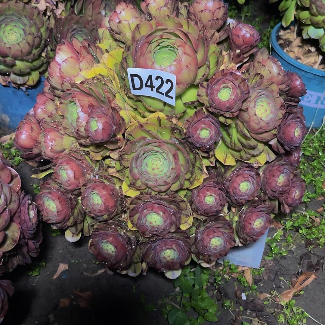 万拉丝14/5包邮法师