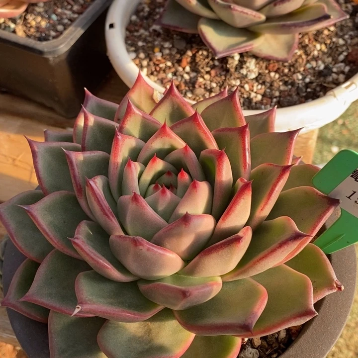 D199- 直播福利 东云