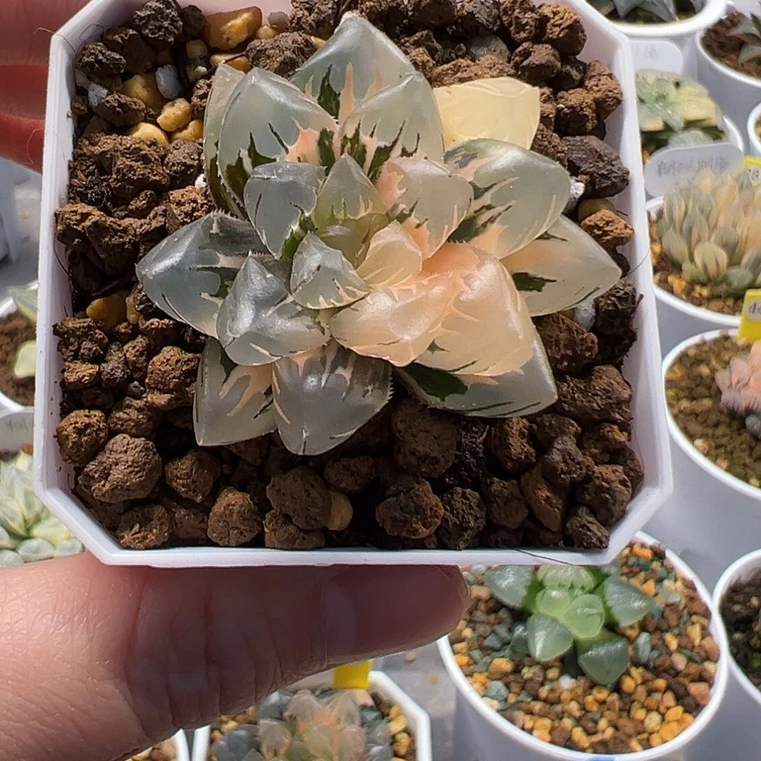 水中月锦111111111111