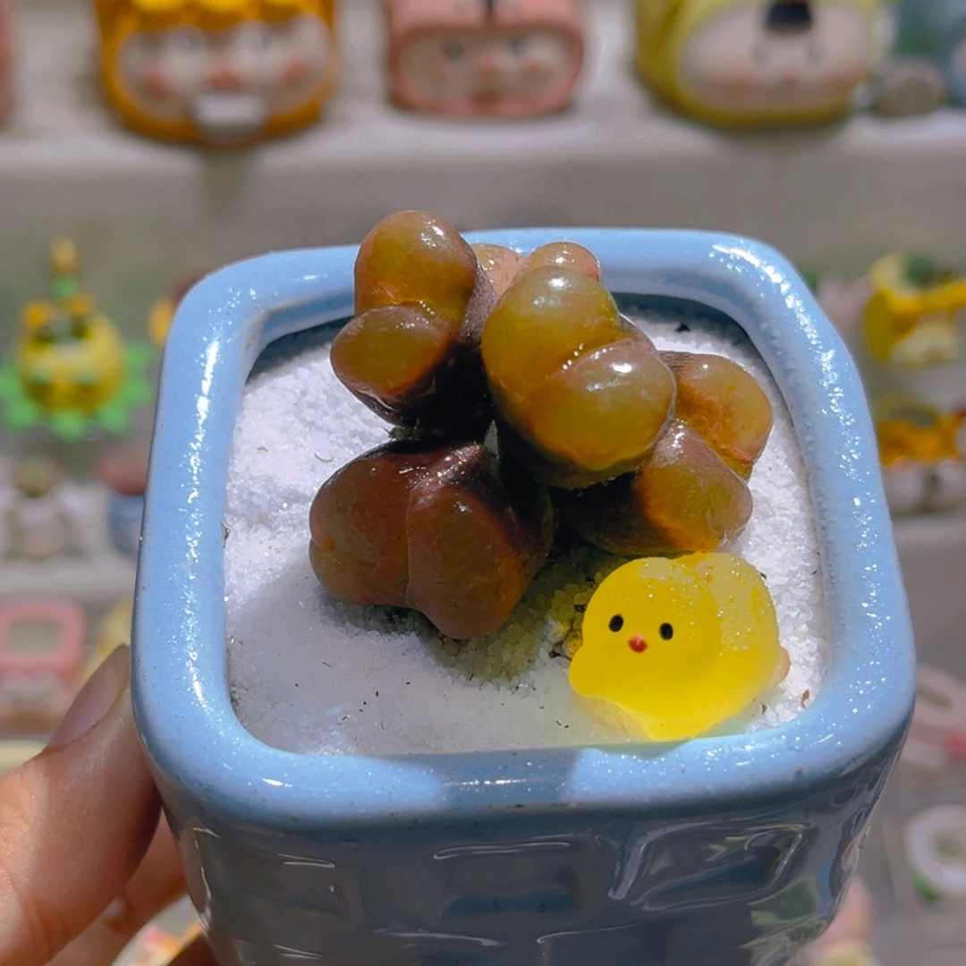 016高端多肉带盆土一套58