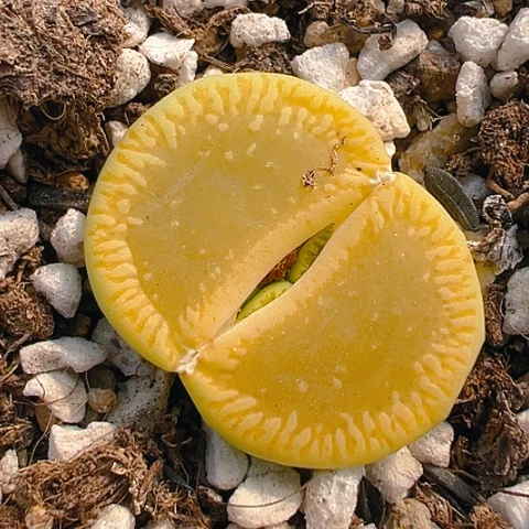 【闪购商品】若*21016