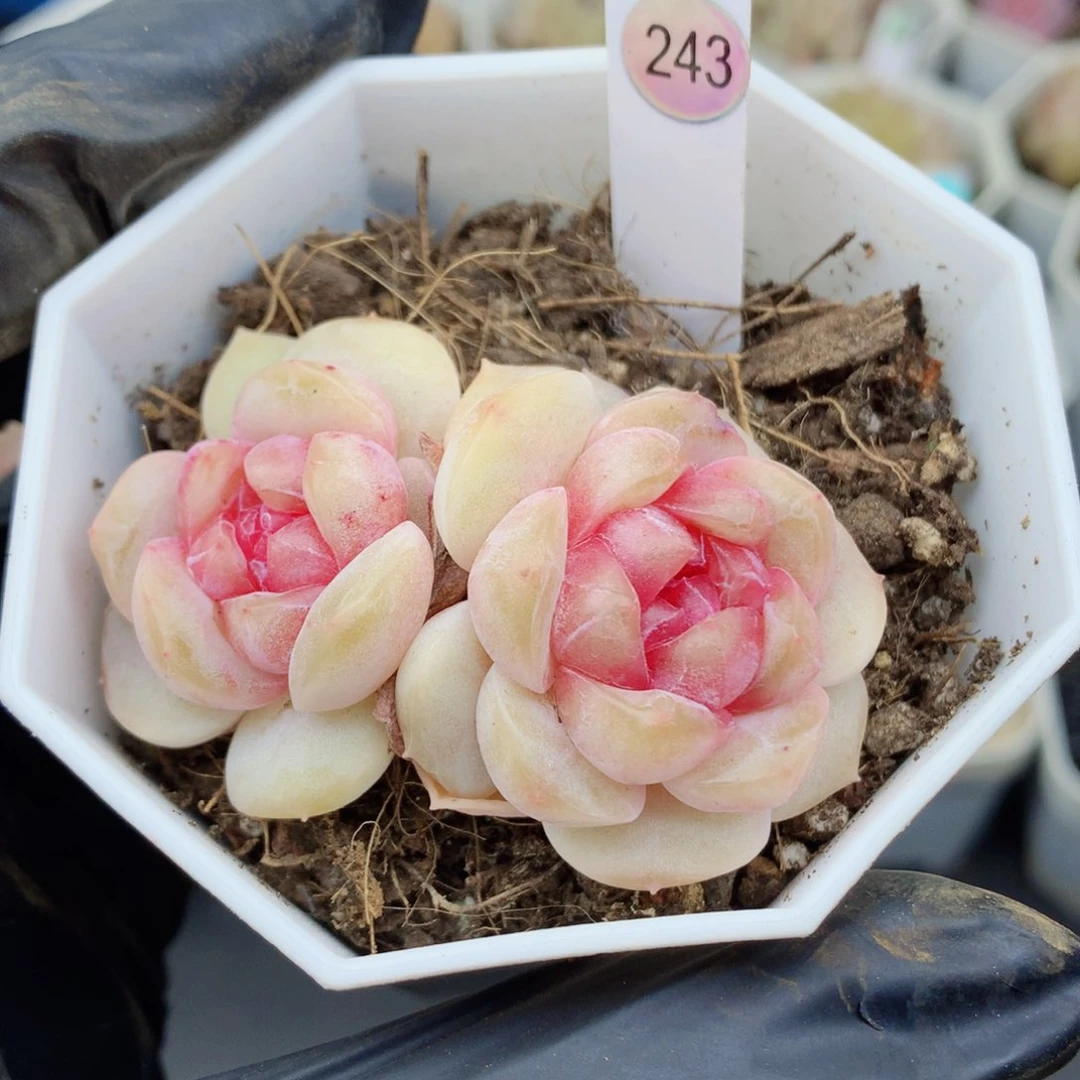 糖心58包邮  群生不包整243
