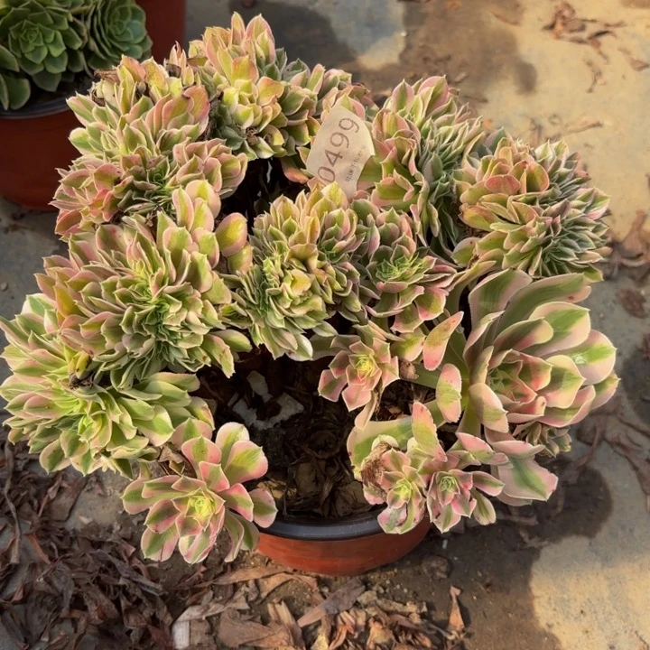 粉女巫坠多肉处理不包断头0499