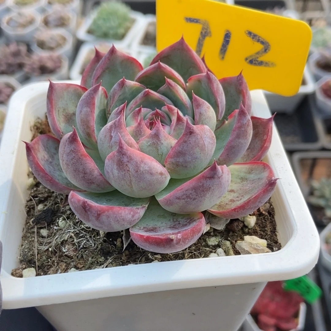 712惊鸿仙子多肉植物