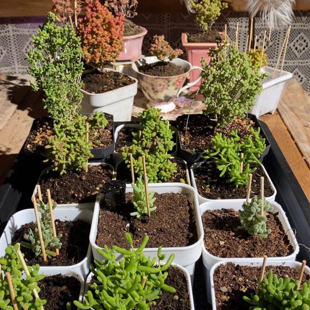 枝干番杏多肉植物378