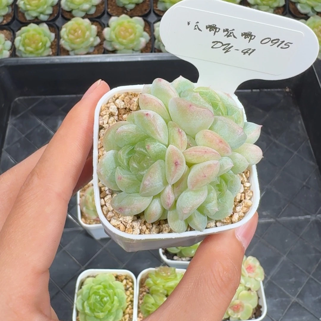 0915-41-宜修三头一颗