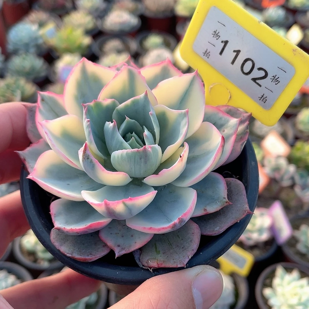 淡***然1102号多肉植物盆栽