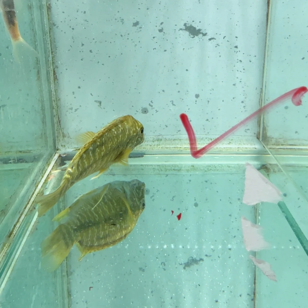 北***鱼海水卡桑加绿龙622。