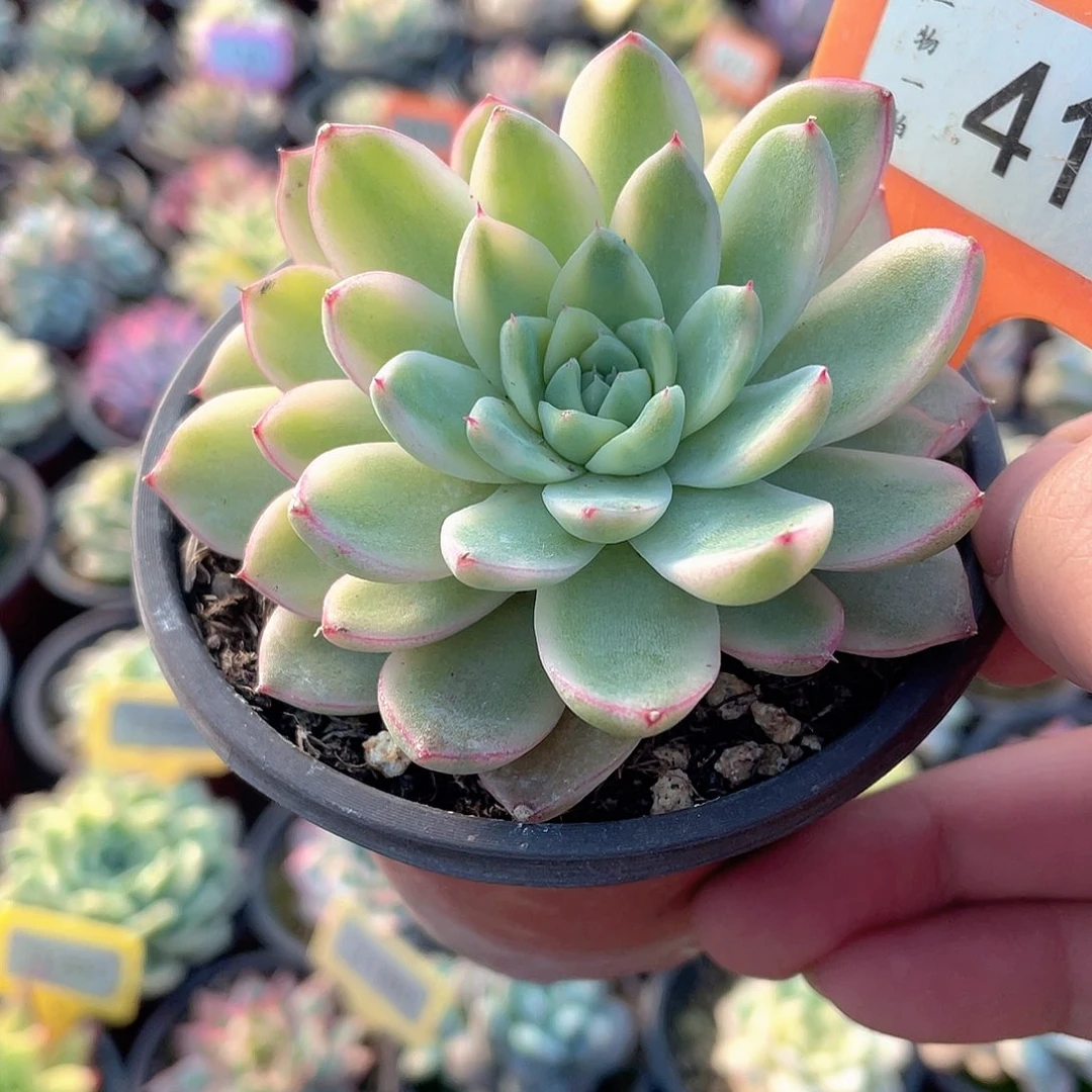 安***好41号多肉植物保护