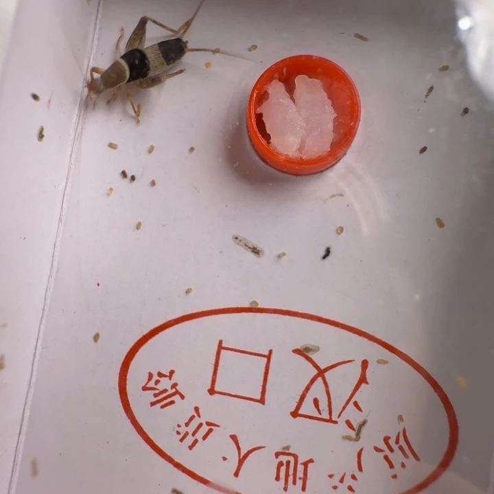 蟋蟀水墨仙子一只漂亮