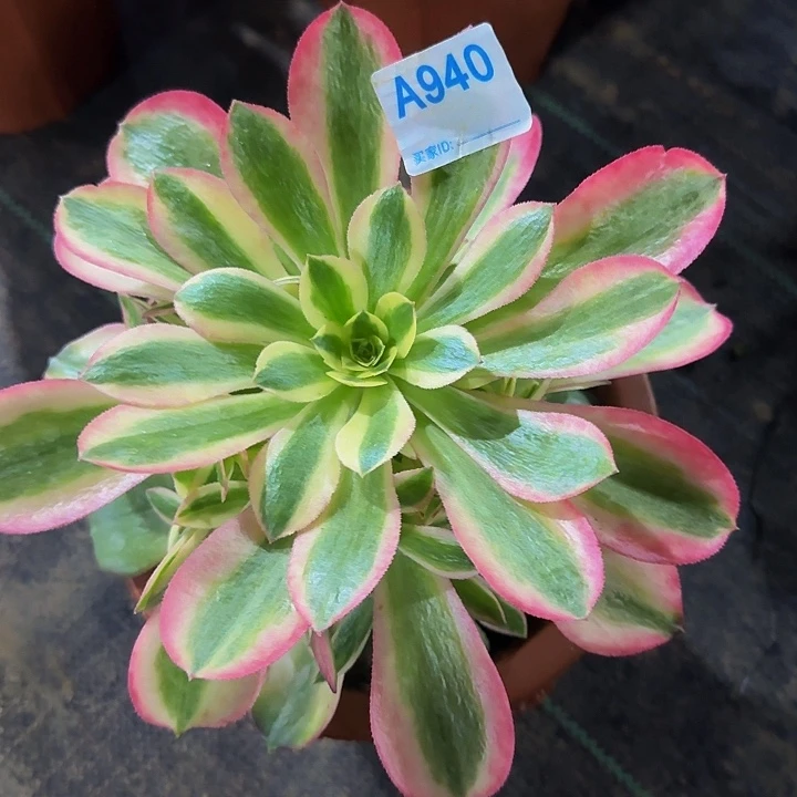 鑫*森940香妃  小苗 法师多肉