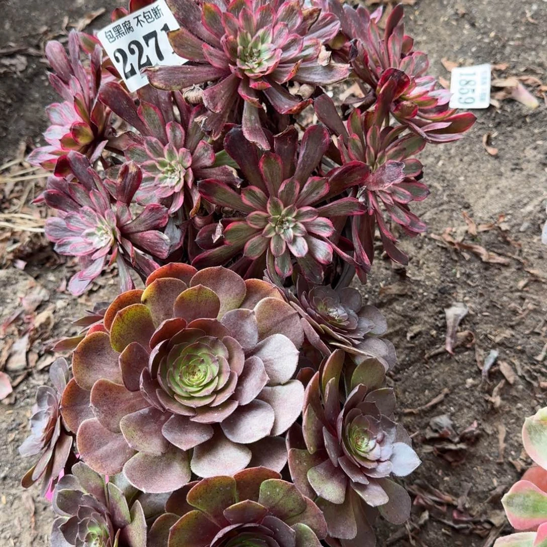 19-12紫霞仙子 炽焰莲2271