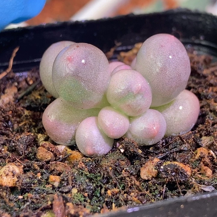 大叶汤圆锦多肉植物