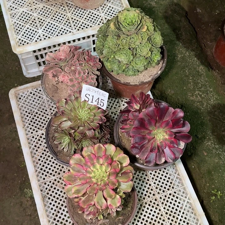 145   5颗多肉植物