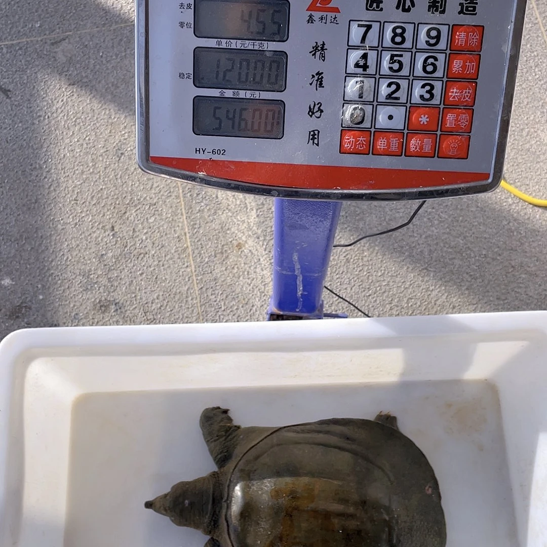 中国大陆12345678