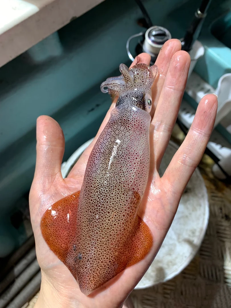 广东汕尾本港海钓活冻鱿鱼 部分带膏带籽 不缩水 包脆包甜