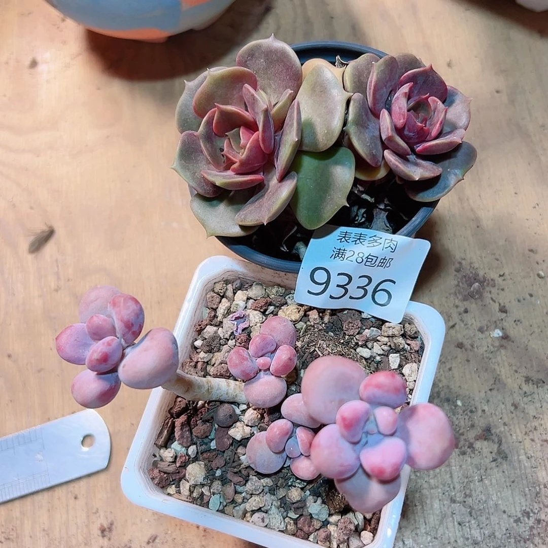 无花朵多肉一物一拍9336