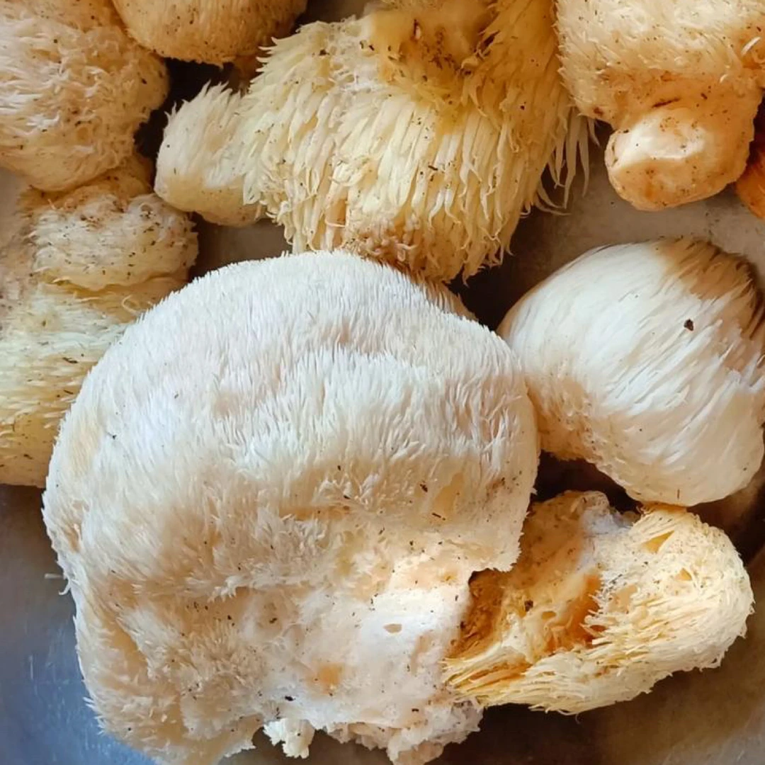 东北野生干猴头菇有赠品