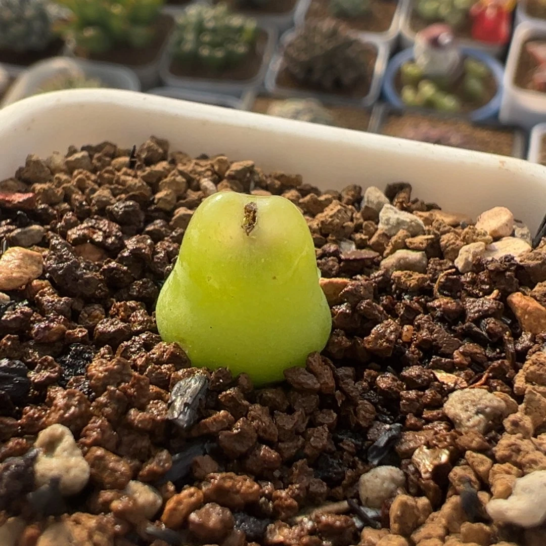 115多肉植物百科大葫芦
