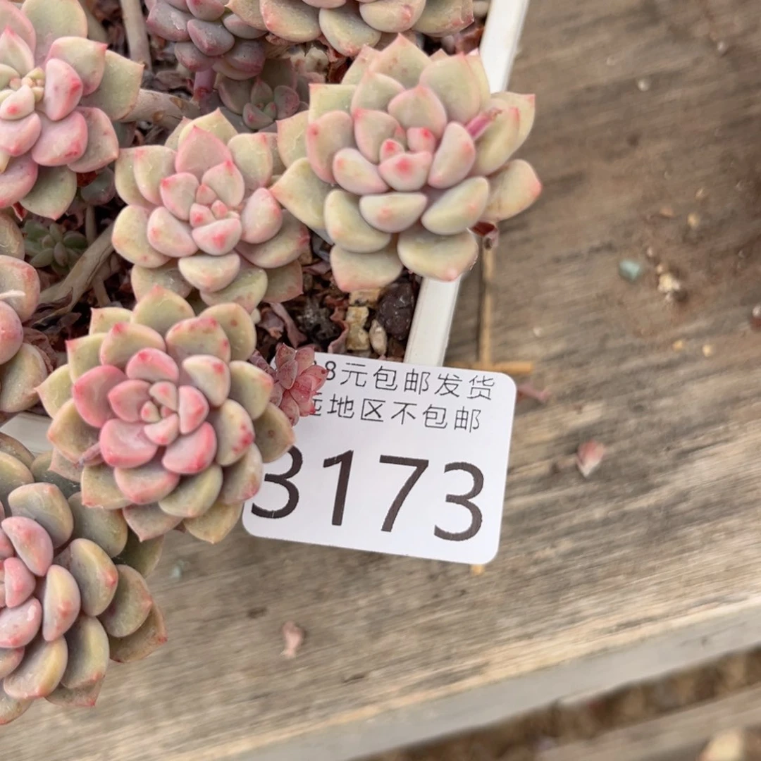 琴*大3173h h h j j j k