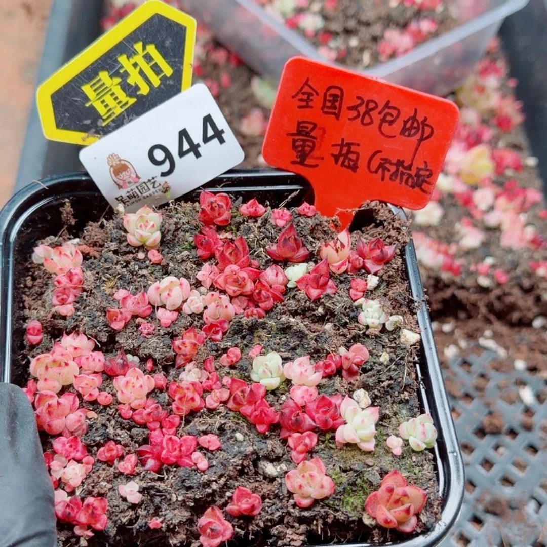 多肉植物多肉植物