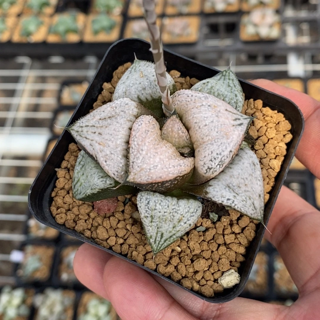 2917 一颗红武士 天花板 超级福利