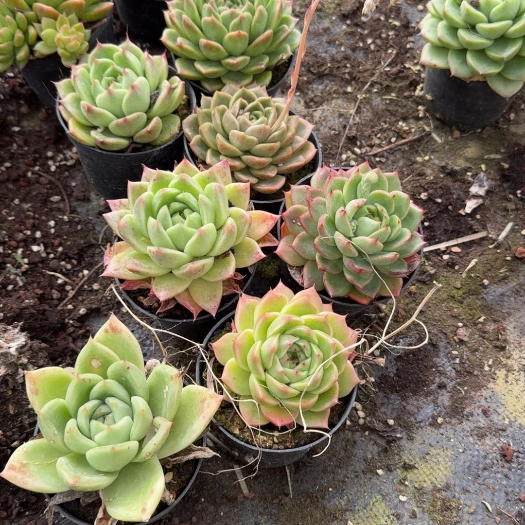 麦秆三颗量拍发货14-20脱土