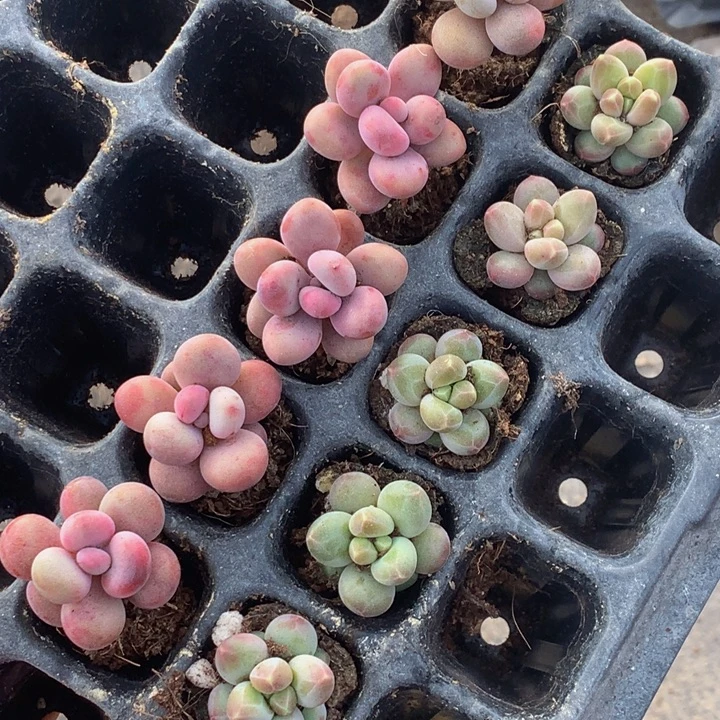 桃蛋5颗  咖啡豆5颗 包邮