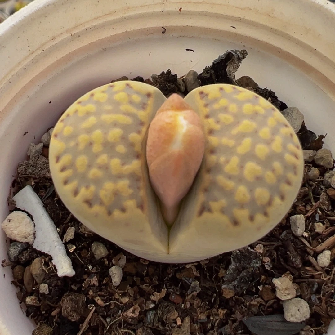 752多肉植物种类多样