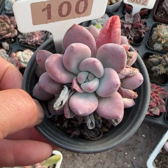 100奥普琳娜多肉植物